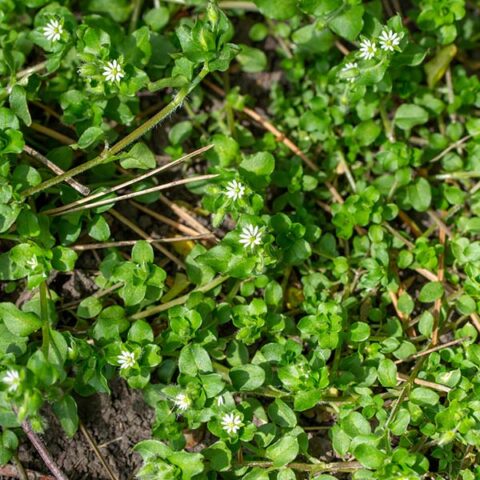 Chickweed