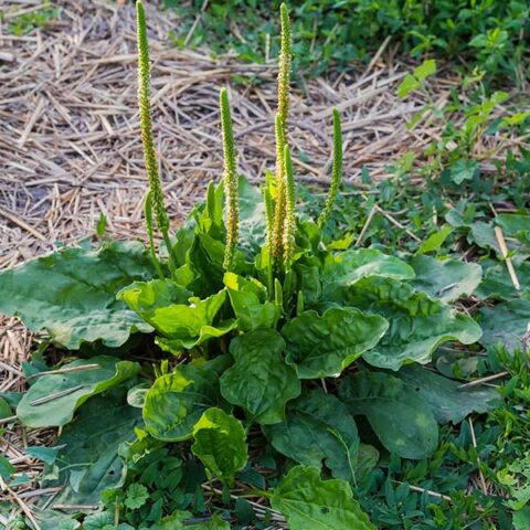 Plantain Broadleaf