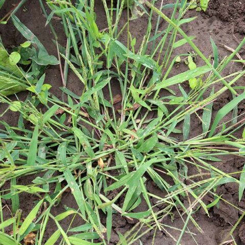 Crabgrass